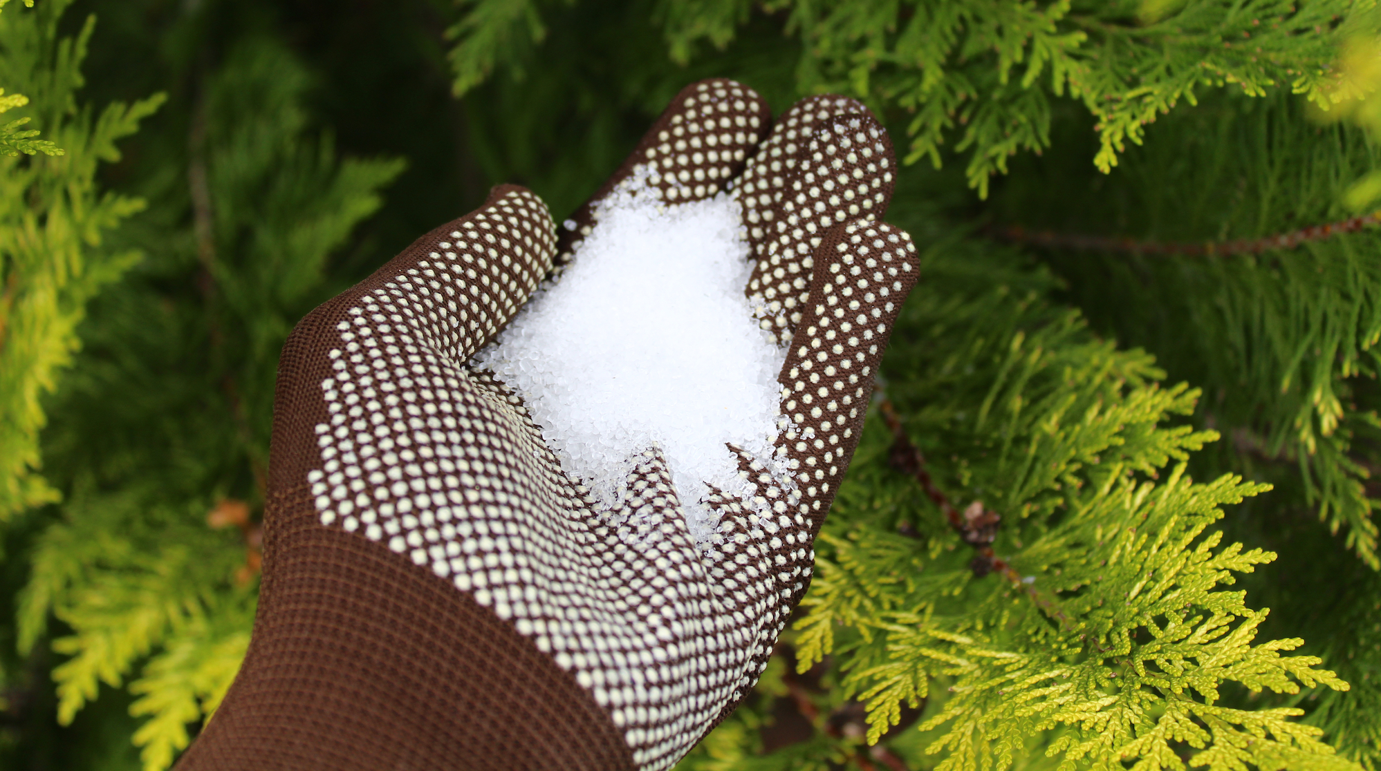 a gloved hand holding epsom salts for the garden